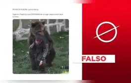 Imagen no muestra reciente ataque de oso a hombre en España