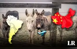 Estos son los 2 países de Sudamérica que exportan carne de burro a China: conoce el motivo de su gran demanda