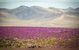 El desierto más seco del mundo se llena de flores en un raro fenómeno: se encuentra en Sudamérica
