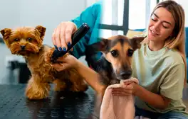 Florida ofrece empleo de hasta 700 dólares a la semana por peinar mascotas: requisitos hablar español