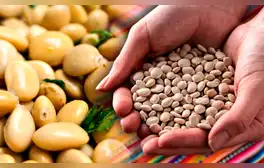 El 'superalimento' inca que crece hasta en 3 países de América Latina: combate la anemia, la diabetes y más
