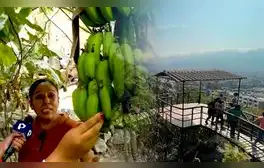 La familia peruana que resguarda una selva escondida en San Juan de Lurigancho hace más de 40 años
