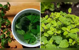 La planta medicinal que se usaba desde el tiempo de los incas para combatir la gastritis: crece en Los Andes