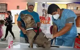 Municipalidad de Lima y Santa Anita ofrecen campaña gratuita para mascotas en julio: descubre los servicios disponibles y fechas