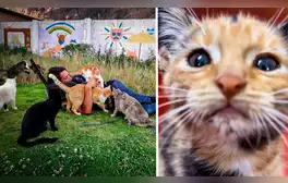 El peruano que pasó de limpiar baños en EE.UU. a fundar el refugio para gatos más grande del Perú: "el abandono no termina"