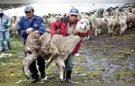 La otra cara de las lujosas prendas de fibra de alpaca