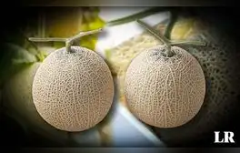 Descubre el melón Yubari: La fruta más cara del mundo que cuesta $11,000 y se cultiva en Japón