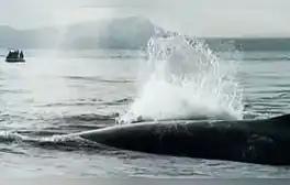 Ballena lucha por salvar a su cría que quedó atrapada entre las redes de pesca en mar de Tumbes