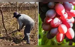 Multinacional logra que productor peruano retire 110 hectáreas de uvas plantadas de forma ilegal