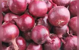 Se viene sobreoferta de ají, cebolla, zapallo y tomate: precios en mercados podrían desplomarse