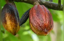 El cacao de Amazonas tendrá su propio Consejo Regulador de la Denominación de Origen
