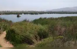 Chorrillos: encuentran un feto abandonado a pocos metros de los Pantanos de Villa
