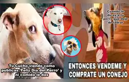 Día Mundial del Perro 2024: Disfruta los memes más hilarantes para celebrar a nuestro mejor amigo de 4 patas