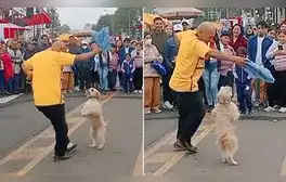 Perrito se convierte en viral al bailar marinera tras desfile y dicen: “Peruano de corazón”