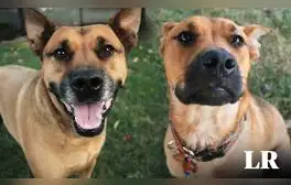 Investigadores evidencian que los perros detectan el olor del estrés en las personas y cambian su comportamiento