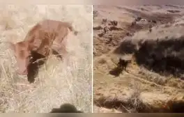 Peruano se acercó a ternerito y terminó siendo perseguido por todo el ganado: “Corre, Forrest, corre"