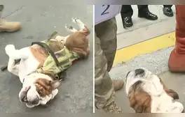 Conoce a Velox, el perro matemático del Gran Desfile Civico Militar 2024: suma y resta con ladridos