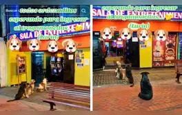 Perros ‘hacen cola’ para entrar a tragamonedas y en redes les dicen: “Firulais ludo-patas”