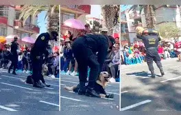 Perrito de la Policía desata las risas al negarse a marchar durante desfile por Fiestas Patrias en Tacna