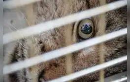 El país de América Latina que superó a Chile y Brasil como el que más crueldad animal infringe en el mundo