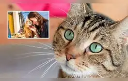 HOY es el Día del Gato 2024: ¿por qué se celebra el 8 de agosto y en otras dos fechas más en el año?