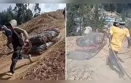 Agricultores peruanos emplean ingeniosa técnica para mover sacos de papas y dicen: “Valen un Perú”