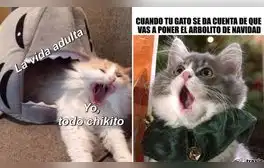 ¡Gatitos virales! Los mejores memes del Día Internacional del Gato que te harán reír sin parar"