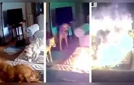 Perro muerde batería de litio, causa explosión y genera incendio: accidente fue captado en VIDEO