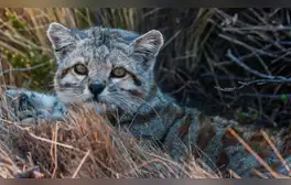 El gato 'fantasma' que vive en Sudamérica y es uno de los felinos más amenazados del mundo