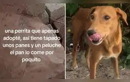Joven adopta a perrita callejera y descubre su conmovedor hábito: "Sufrió mucho"