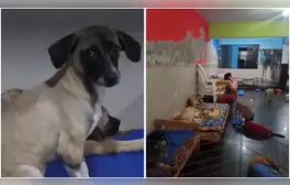 Detonan explosivo en albergue de perros: extorsionadores exigen S/20.000 al dueño del negocio