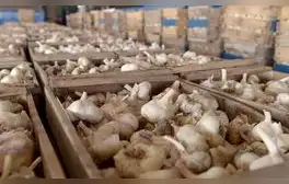 Especulación y sequías llevan el kilo de ajo a más de S/40