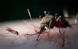 La fiebre de Oropouche: la enfermedad que ha causado 2 muertes en Brasil y alerta a América Latina