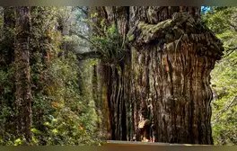 El árbol más antiguo del mundo está en América Latina y creció antes de Cristo: tiene alrededor de 5.400 años