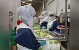 Empleos generados por exportaciones crecieron 4,6% en primer semestre