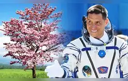 El primer árbol que nació de "semillas espaciales" en América Latina: fueron traídas por el astronauta Frank Rubio