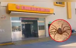 Mujer fallece tras mordedura de araña en su casa en Arequipa: es el primer caso reportado en 2024