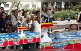 Peruano celebra a lo grande el cumpleaños de su perro con amigos del parque en Lima