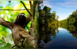 Liberan a osos perezosos víctimas de tenencia ilegal en Iquitos: eran usados como atractivo turístico