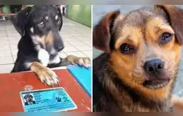 Firulais: el sorprendente significado y por qué muchos perros son llamados así