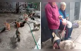 Desalojan a adulta mayor rescatista de más de 40 gatitos de su vivienda en San Juan de Lurigancho