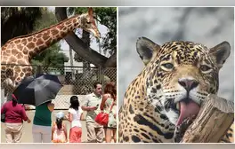 Entradas GRATIS al Parque de las Leyendas por Santa Rosa de Lima este feriado 30 de agosto