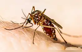 Científicos en Sudamérica revelan que mosquito del dengue es resistente a insecticidas tras mutación genética