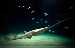 El EXTRAÑO pez que se creía extinto por 16 años, reaparece en Florida: guarda un vínculo con los tiburones