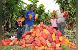 Futuro agridulce para las cooperativas cacaoteras, por Angie Higuchi