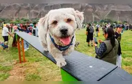 Perrotón 2024 en el Parque de la Exposición: conoce los servicios GRATUITOS para mascotas este 1 de septiembre