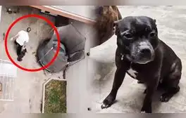 Maltrato animal en Surco: sujeto es grabado por vecinos agrediendo y golpeado a sus perros