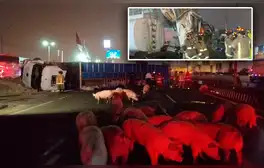 Tránsito restringido en Panamericana Sur tras choque de tráiler de cerdos con camión cisterna que dejó 2 heridos