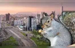 Distritos de Lima se llenan de ardillas: esta es la razón por la que no te les debes acercar ni alimentarlas