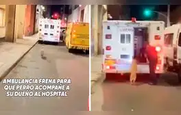 Perrito corre tras ambulancia que lleva a su dueño al hospital, chofer frena y lo suben a vehículo: “Amigo fiel”
